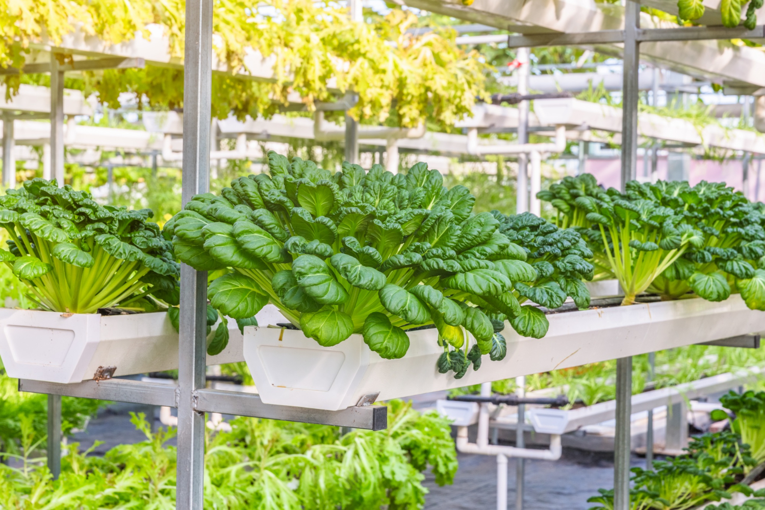 hydroponics farming.jpg