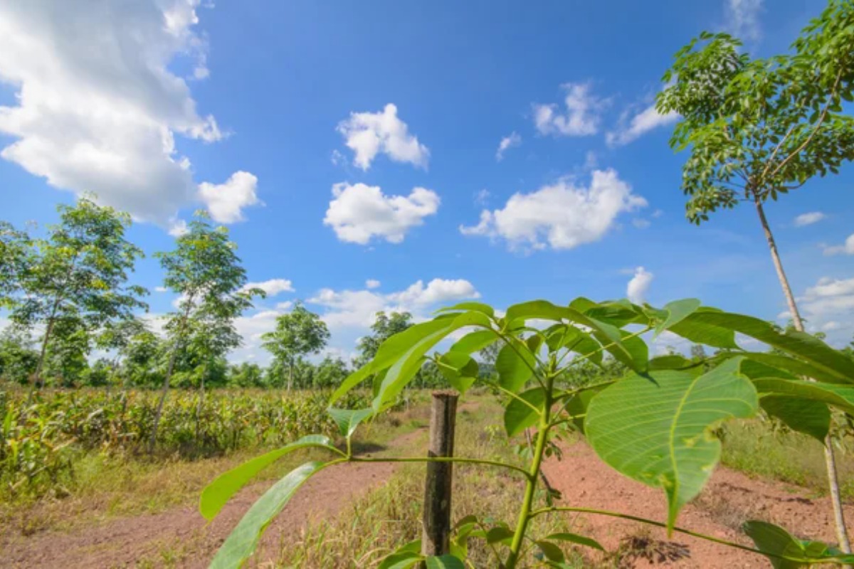 Theme In Focus: Agri Commodities