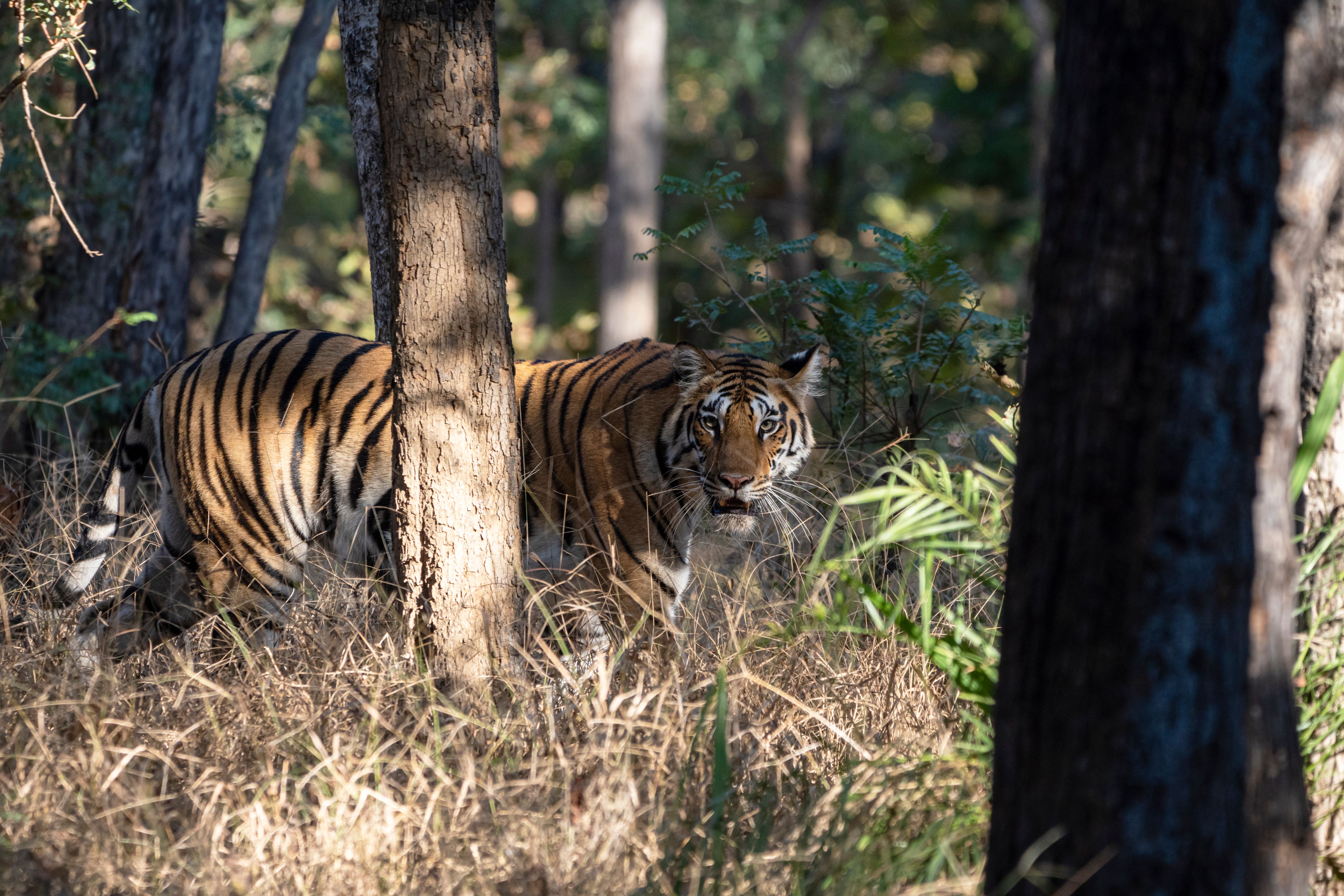 Bandhavgarh Tiger Safari in India
