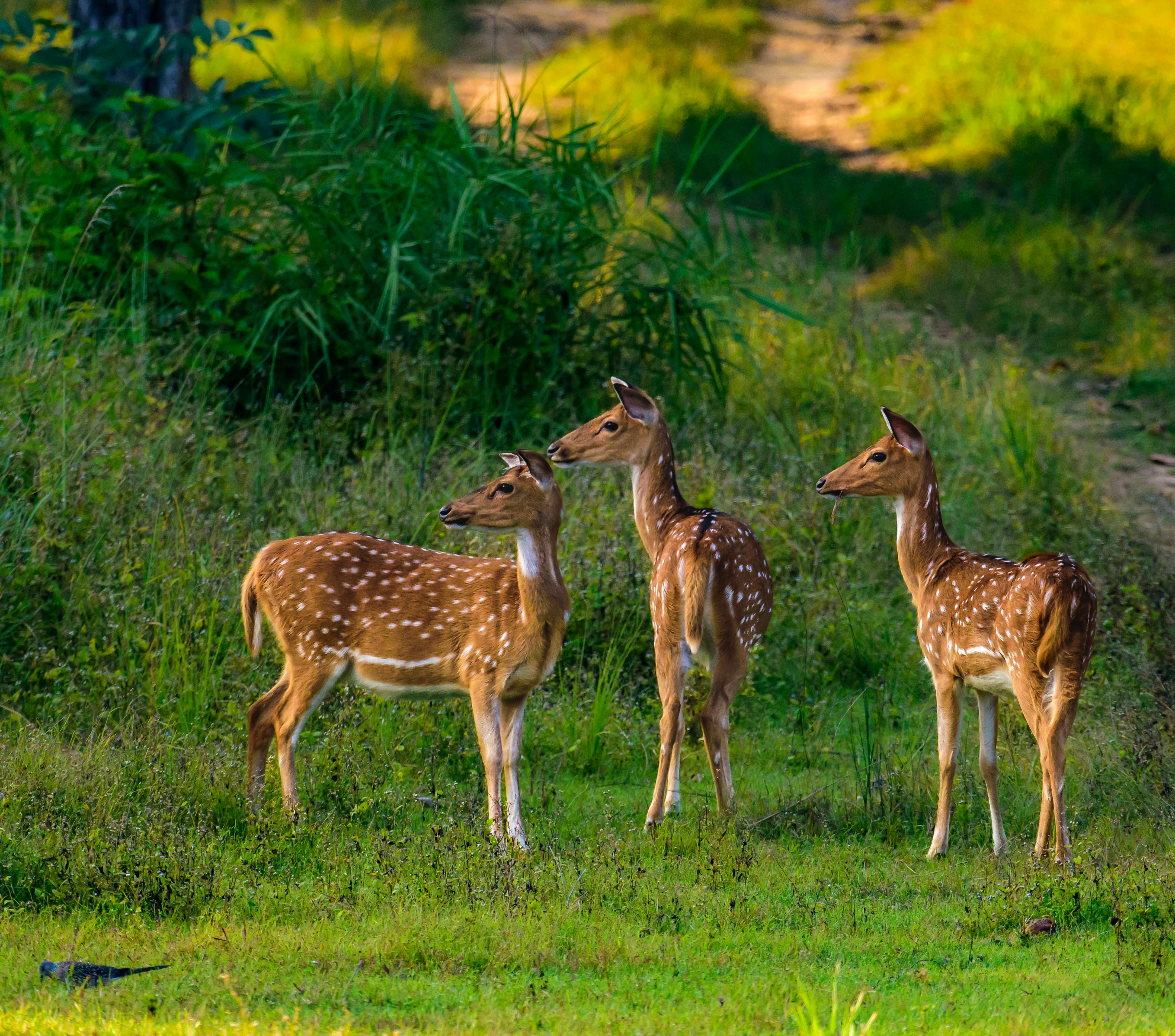 Kanha Safari in India