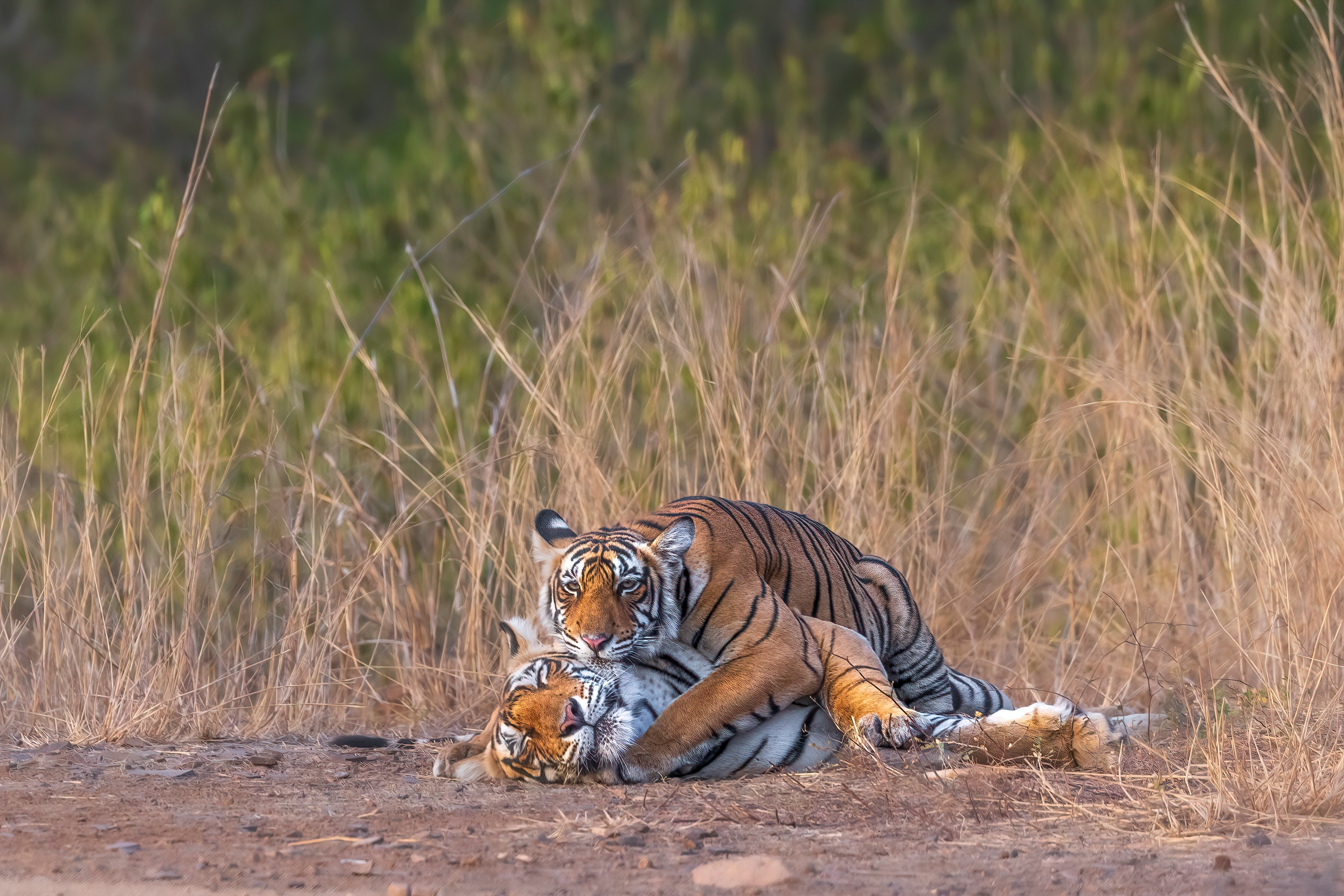 Ranthambore Tiger Safari in India