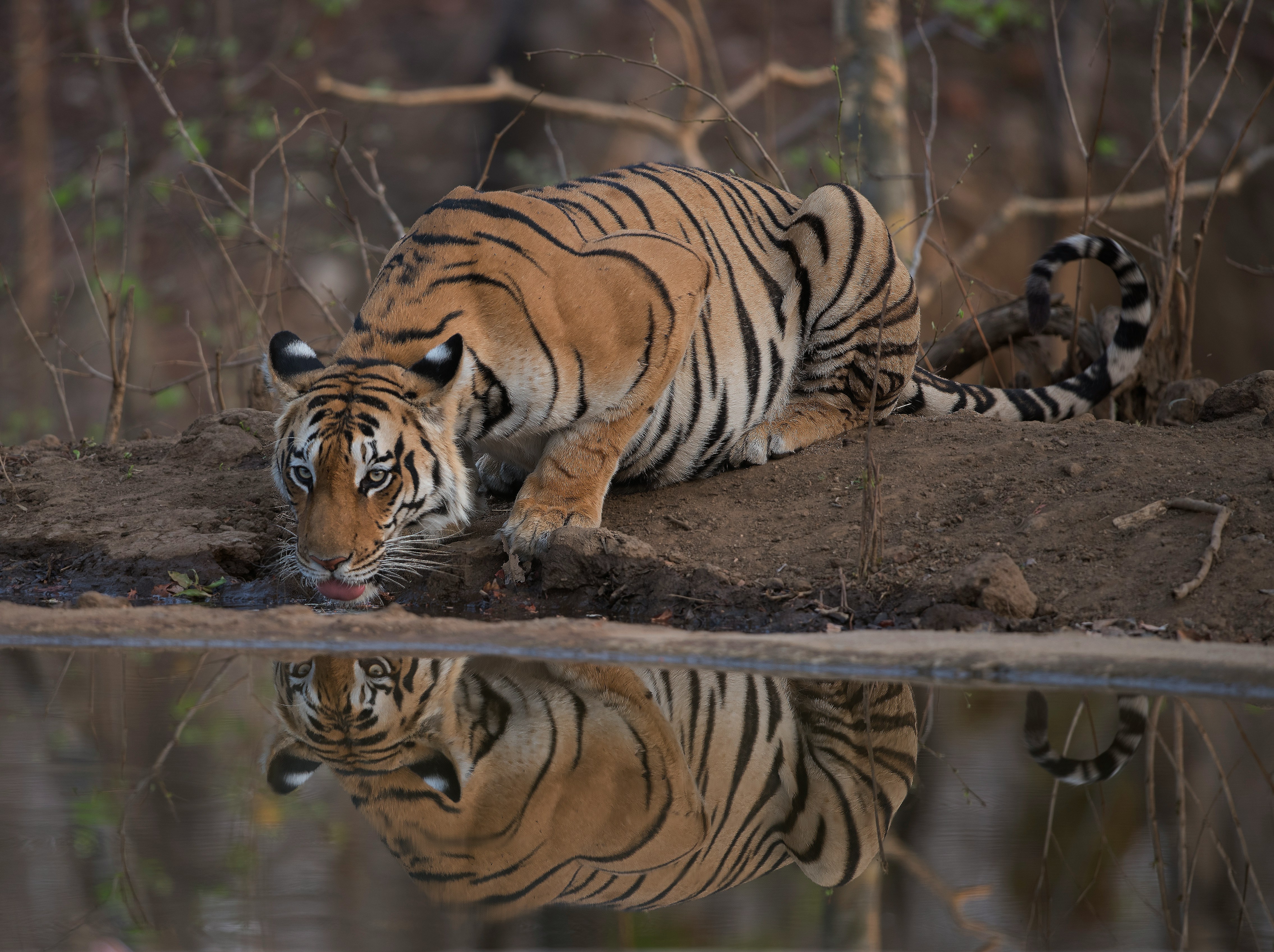 Pench National Park Tiger Safari India
