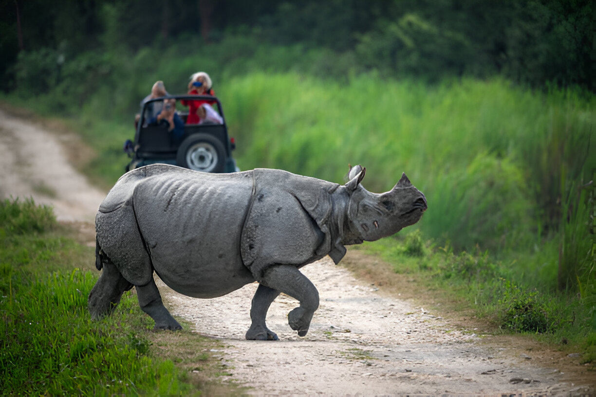 Kaziranga National Park Tour in India
