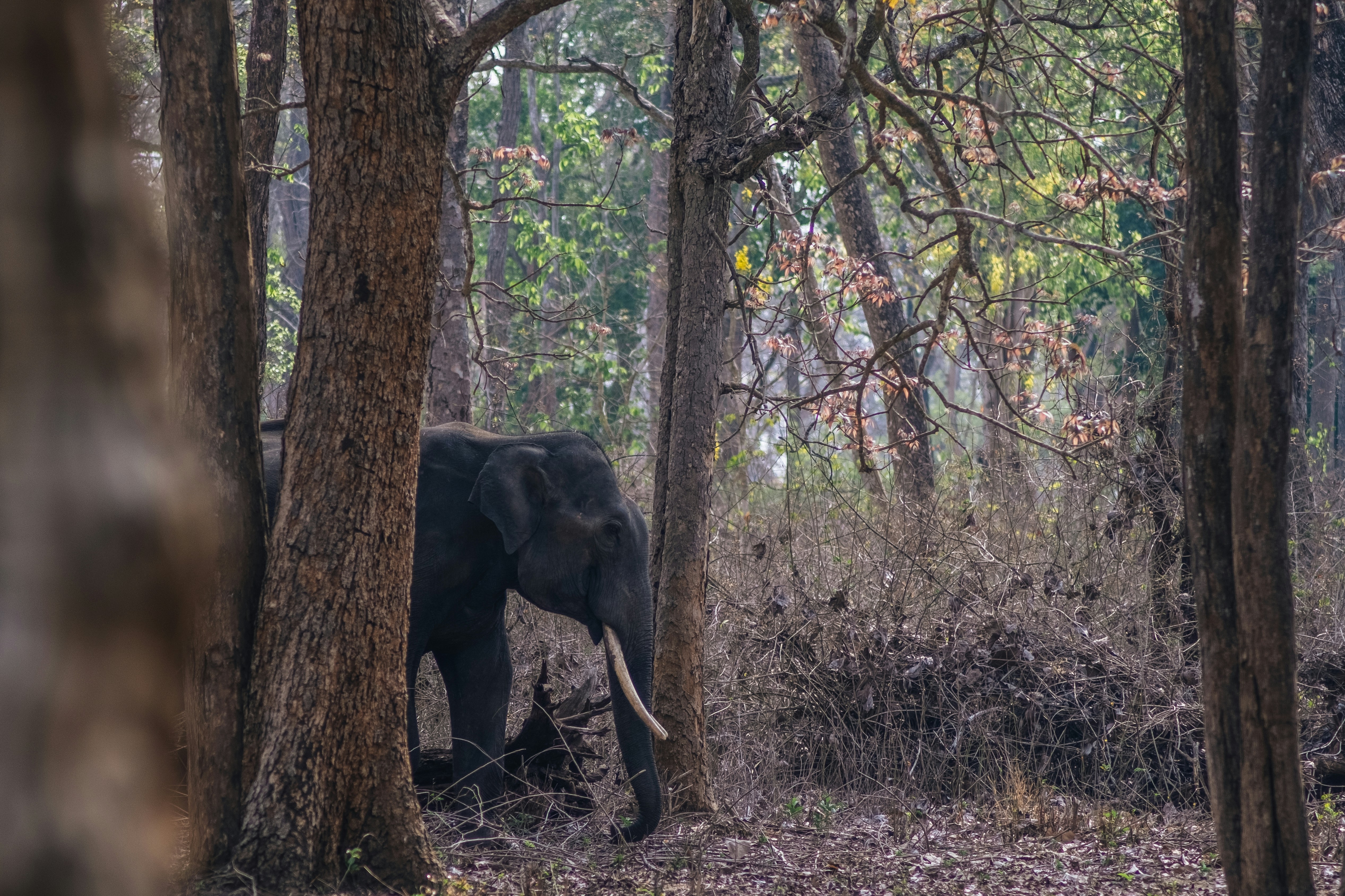Nagarhole Elephant Safari in India