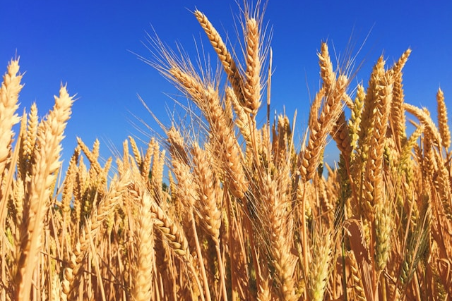 Grains Report - Wednesday, October 21