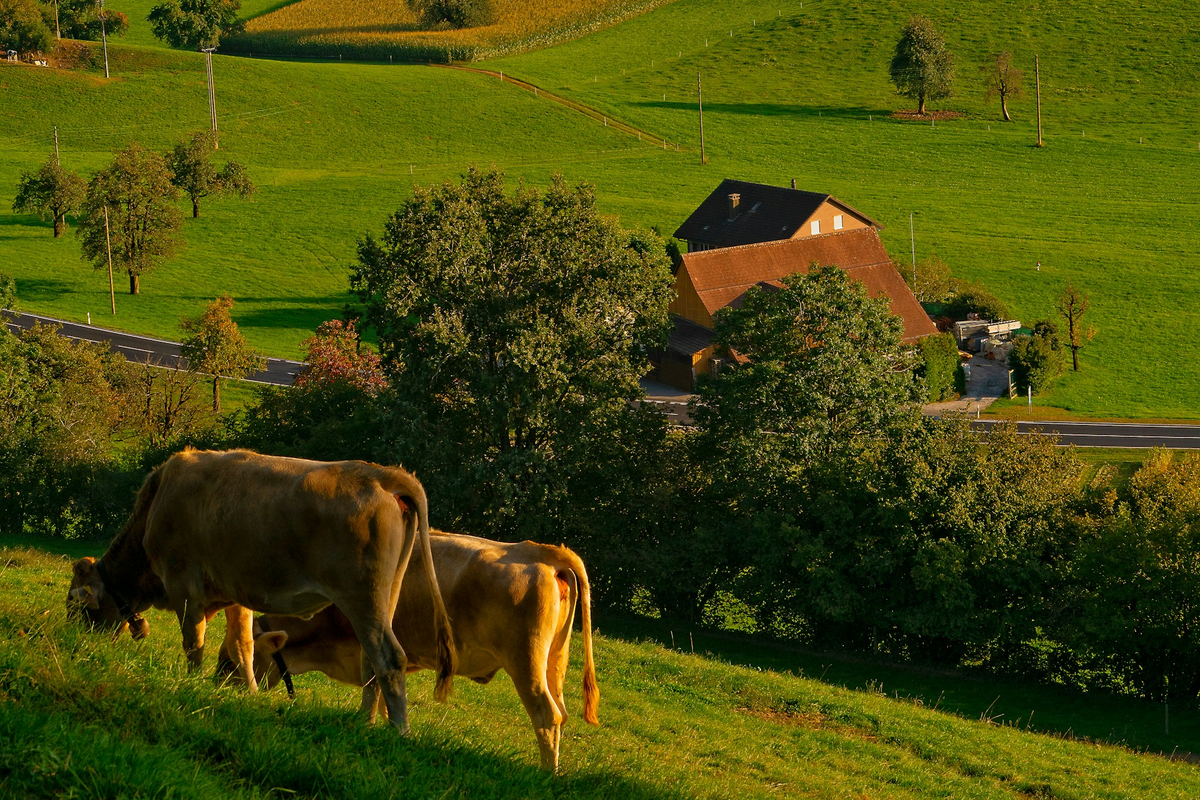 Farm Bankruptcies Jump 46%