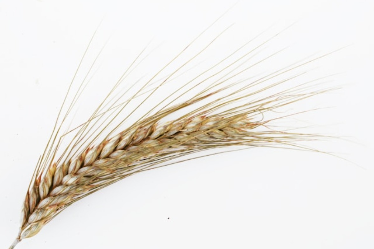 Grains Report - Thursday, Aug. 20