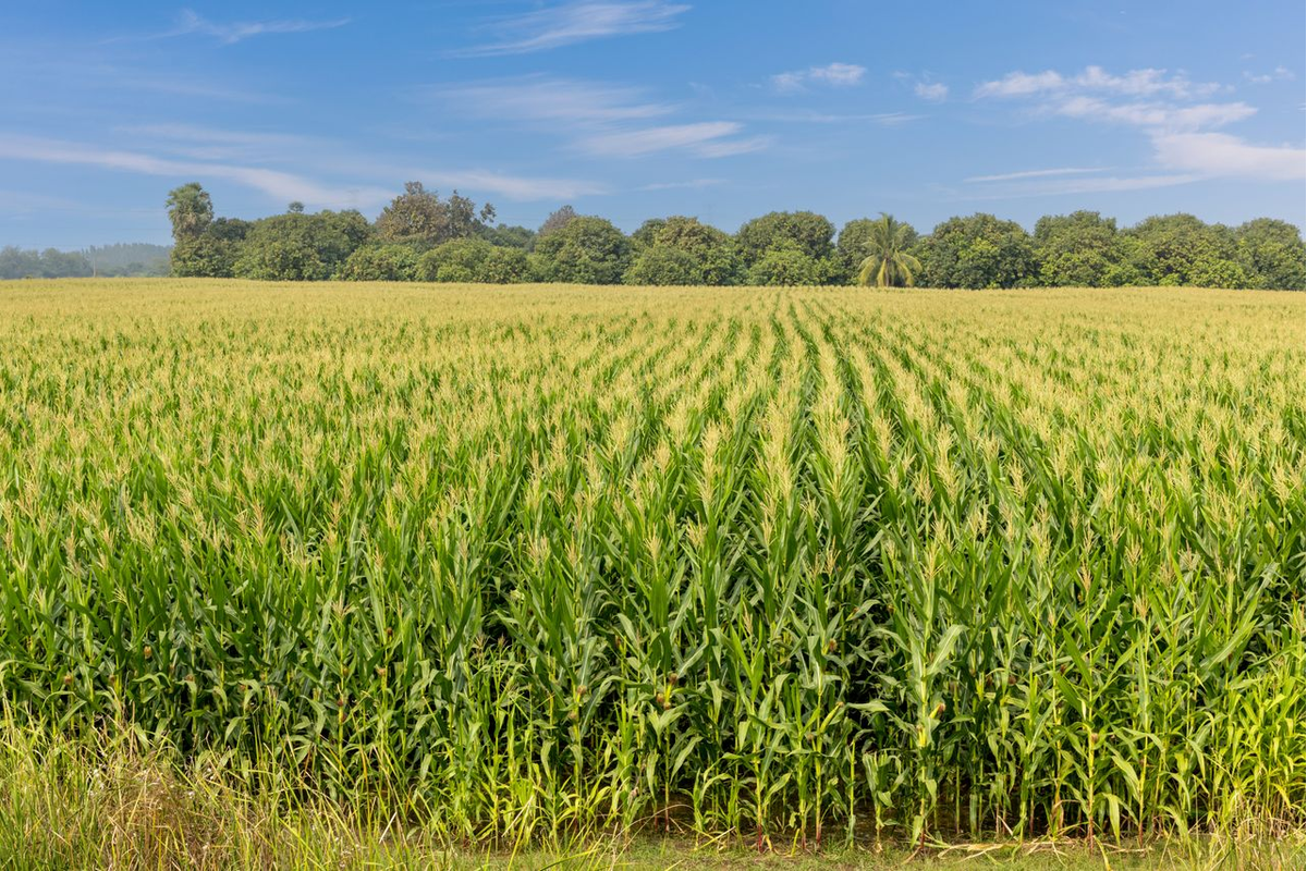 3 Commodities The AI Rally Forgot