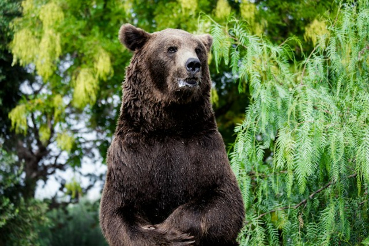Ready For A Bear Market? Most Investors Aren't