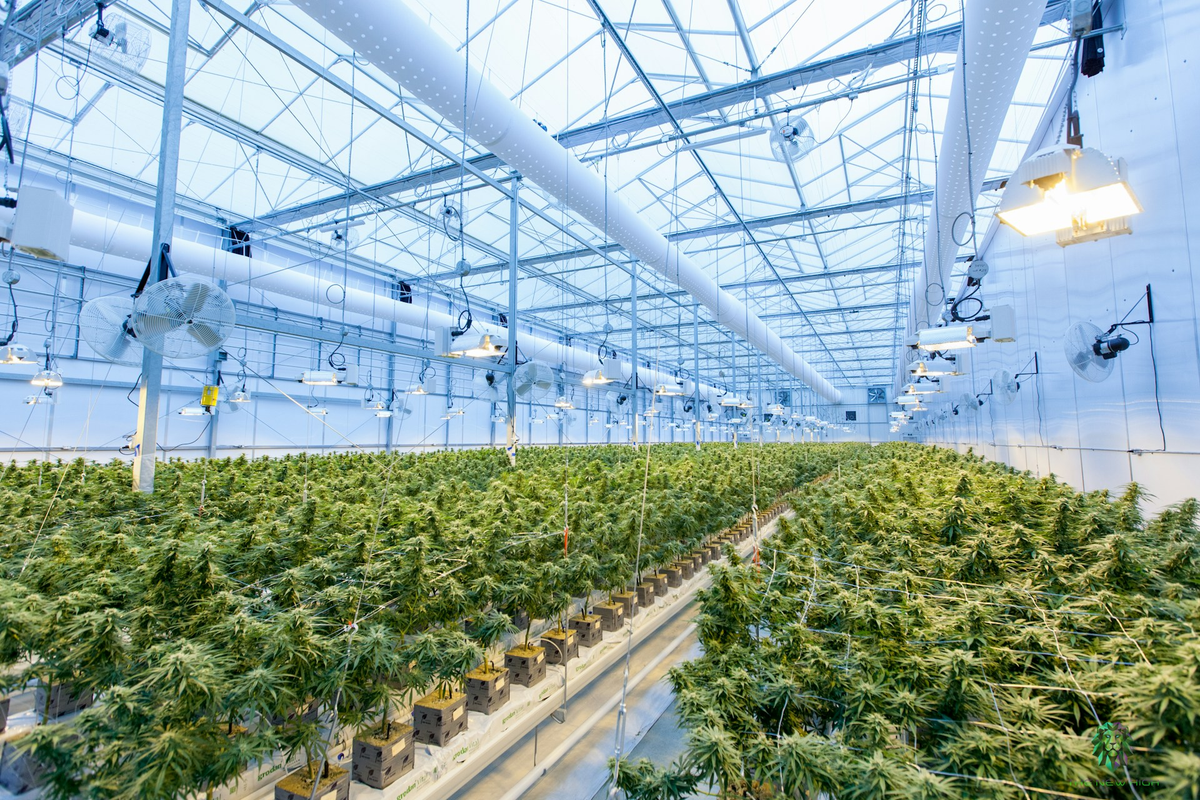 Tilray Brands Stock Analysis Ahead Of Earnings: Will It Rebound Or Fall Further?