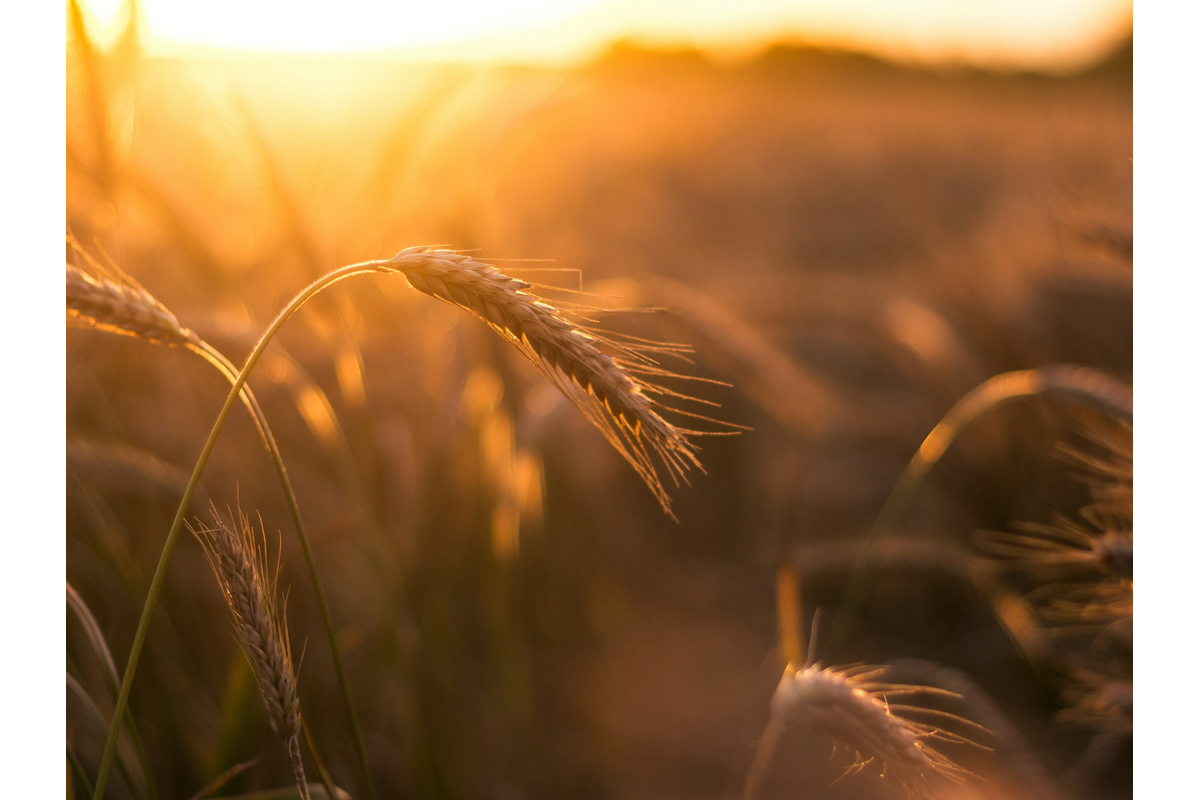 Wheat Futures Rally From Blue Box Zone