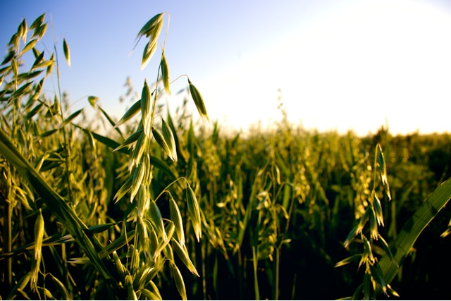 Grains Report - Rice Rose On Tight Global Supplies