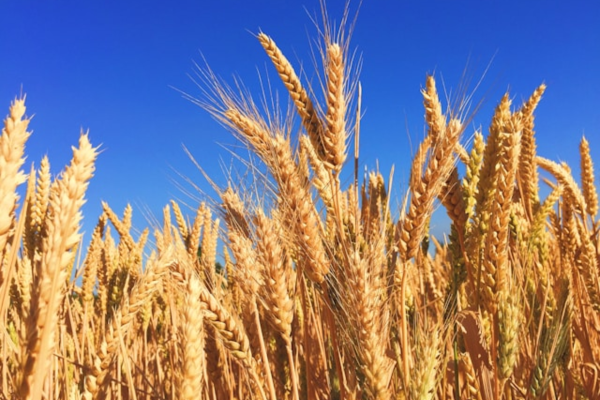 Grains Report - Thursday, Sep. 3