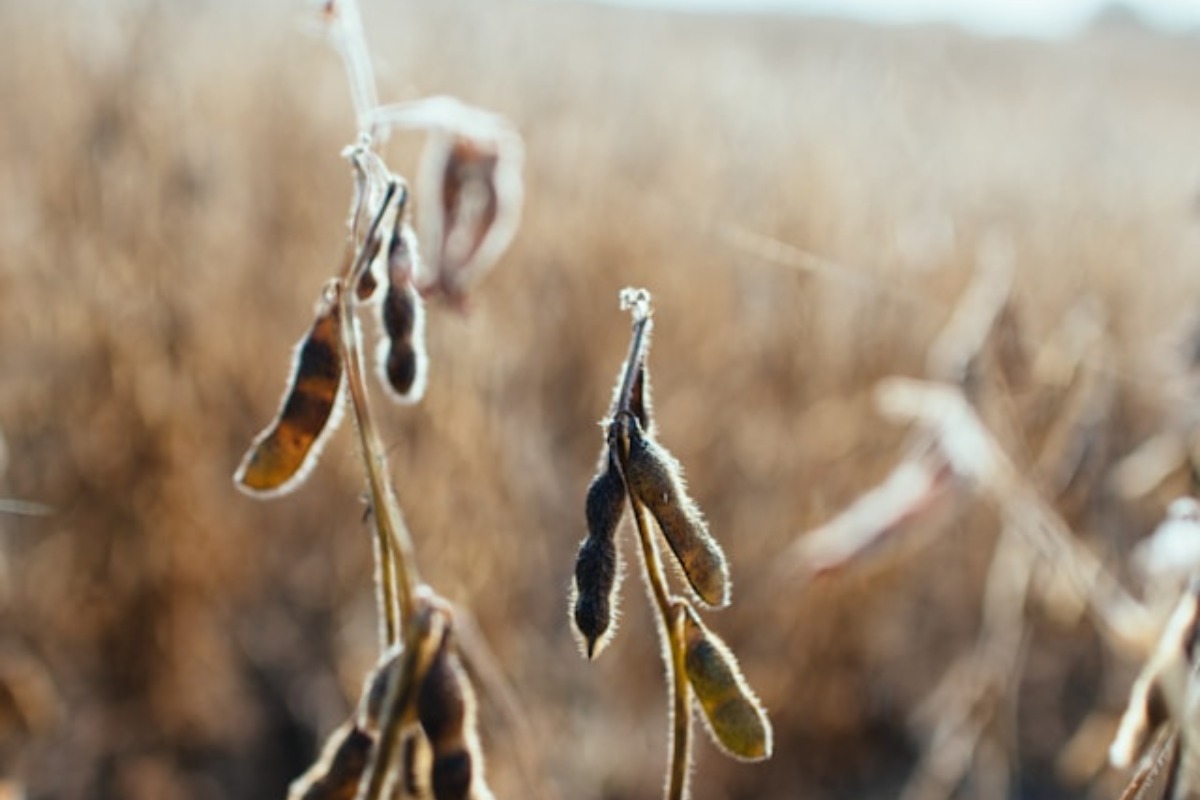 Grains Report - Wednesday, Aug. 26