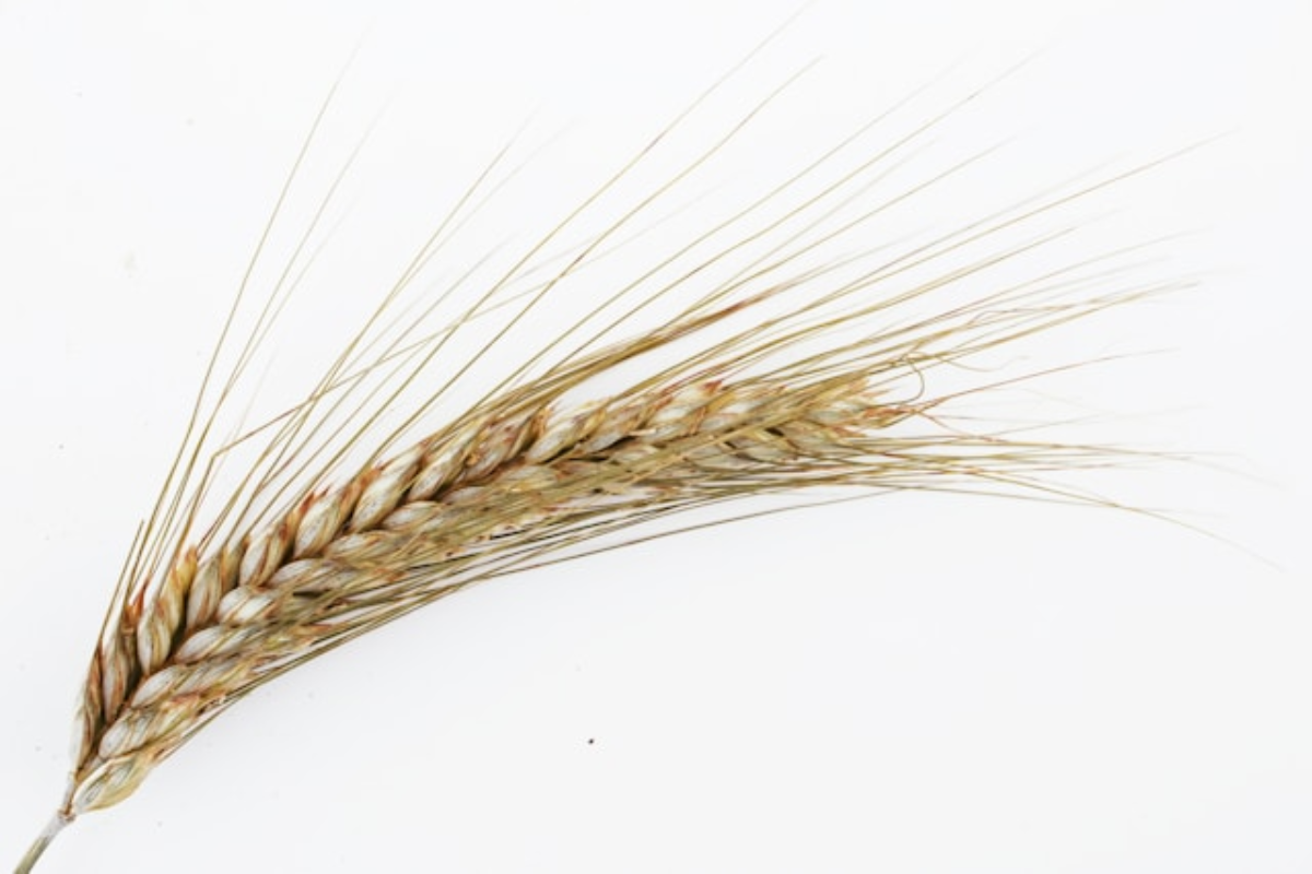 Grains Report - Thursday, October 1