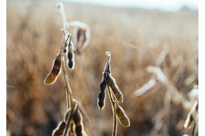 Grains Report - Wednesday, Oct. 7