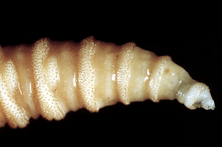 Close-up of a pale, segmented larval creature with a tapered end against a black background.