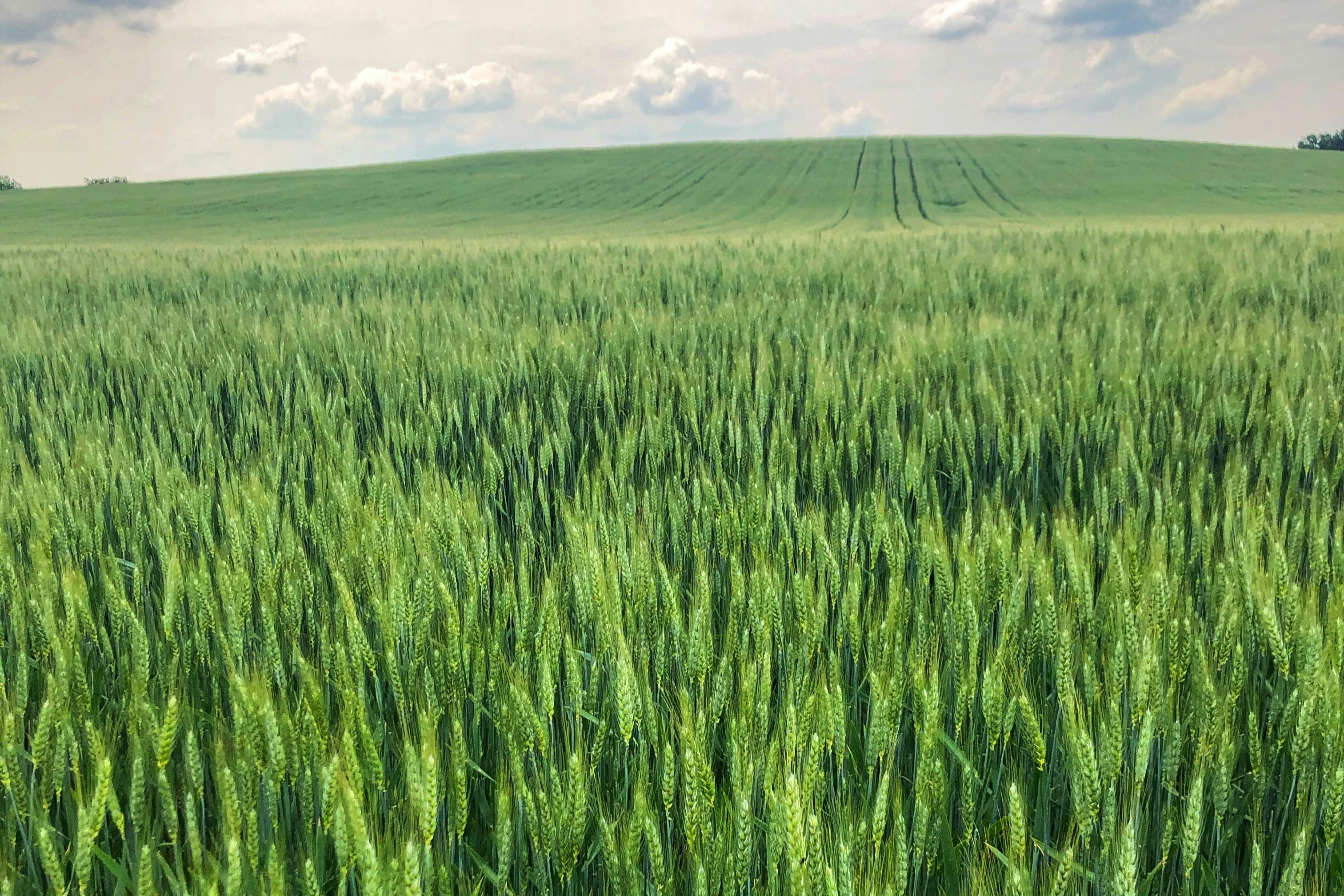 One Week To The USDA Acreage Report — Here's What To Watch In Corn, Beans & Wheat