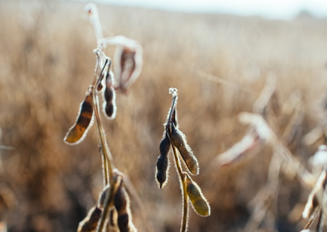Grains Report - Thu., June 4