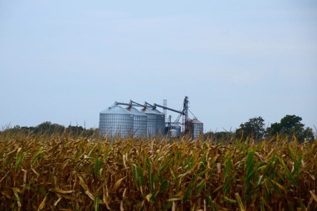 Grains Limp Along — Corn And Soybeans Claim Small Victories Before The Long Weekend