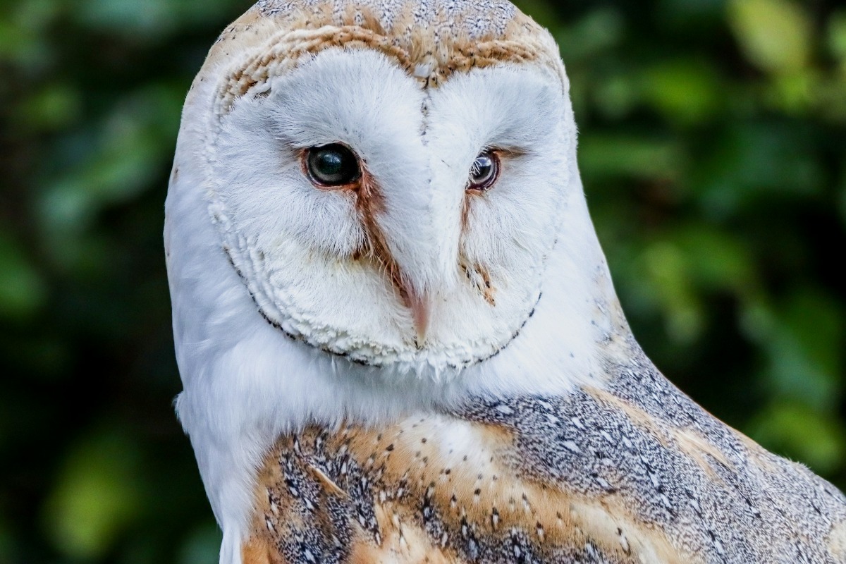 OWL: Whoooo, Me?
