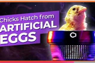Outside The Box Thinking: Artificial Eggs