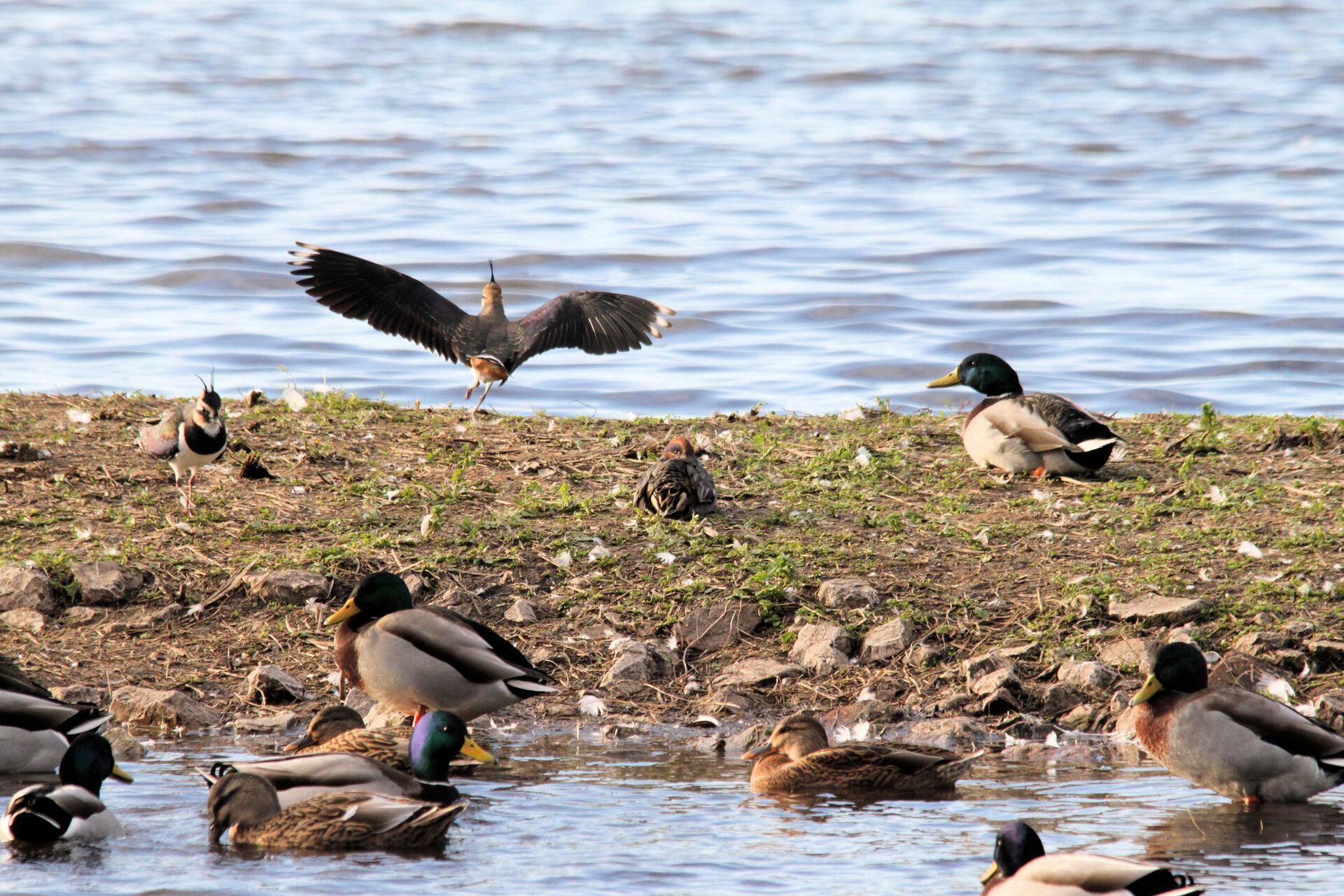medium-vecteezy_a-view-of-a-lapwing_48436838_medium.jpg