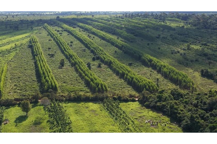 Google, McKinsey Sign 320,000 Ton Carbon Removal Deals From Brazil Nature Restoration Project
