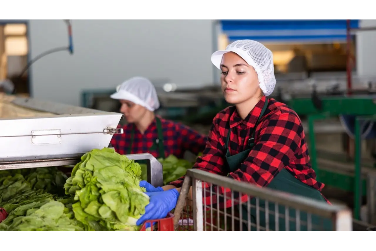 Czech Producer Prices Spell Pain For Consumers