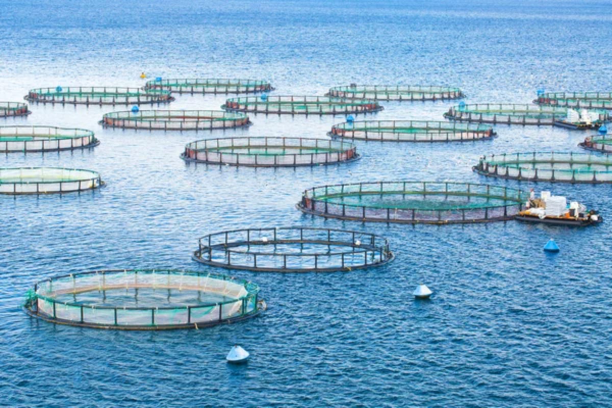 The Dominance Of Aquaculture Over Capture Fishing