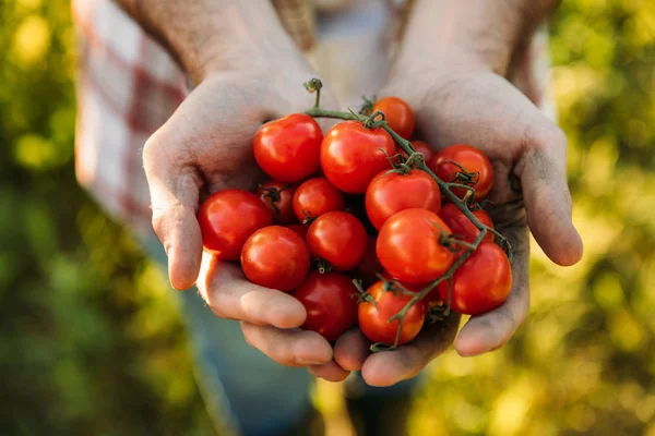 depositphotos_162343634-stock-photo-farmer-holding-tomatoes.jpg