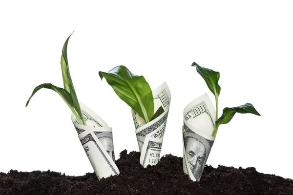 depositphotos_165382918-stock-photo-plants-covered-with-dollar-banknotes.jpg