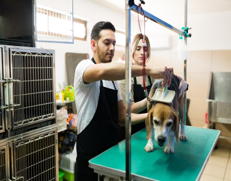 SafetyStandardsEveryBoardingFacilityforDogsMustMeet.jpg
