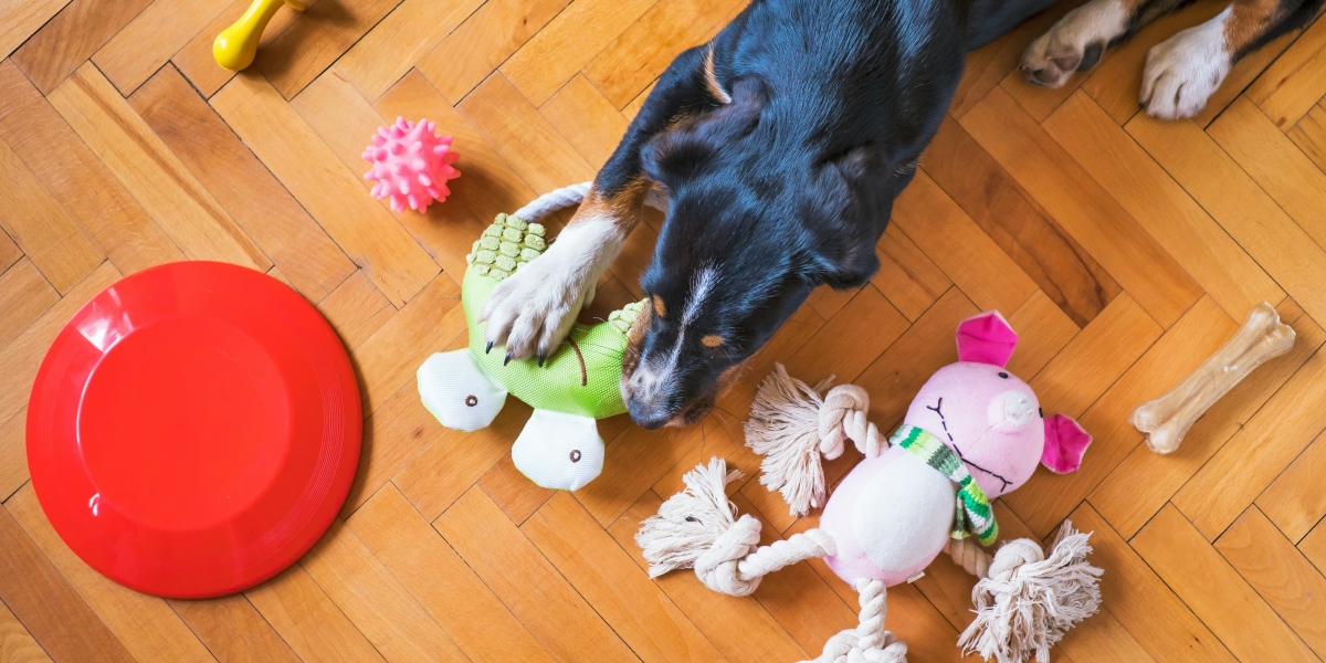BULLYMAKEs-Guide-to-Enrichment-Toys-for-Heavy-Chewers.jpg BULLYMAKEs-Guide-to-Enrichment-Toys-for-Heavy-Chewers.jpg