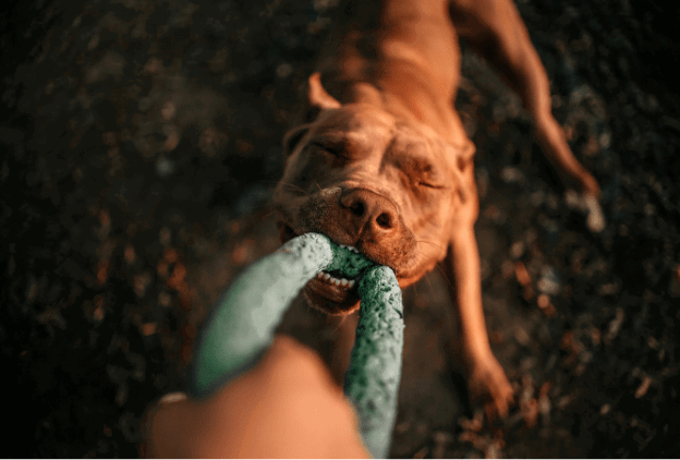 bullymake-expert-guide-toy-aggression.png bullymake-expert-guide-toy-aggression.png