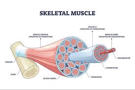 skeletal muscle.jpg skeletal muscle.jpg