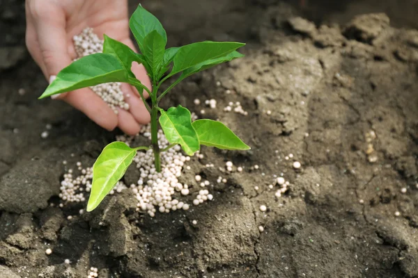 depositphotos_77567946-stock-photo-female-hand-with-fertilizer-for.jpg