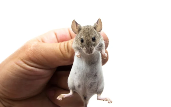 SenesTech: The Smart Money’s Bet On Rodent Population Control