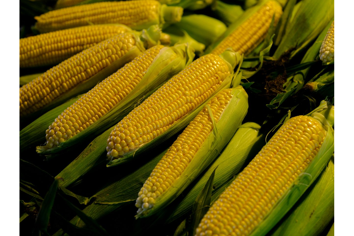 Can Corn Hold $4.80? Grains And Cattle Breakdown