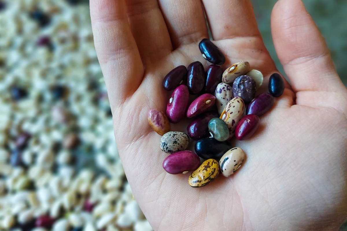 Silver Linings In Grains: Corn Holds $4.70 And China Buys Beans