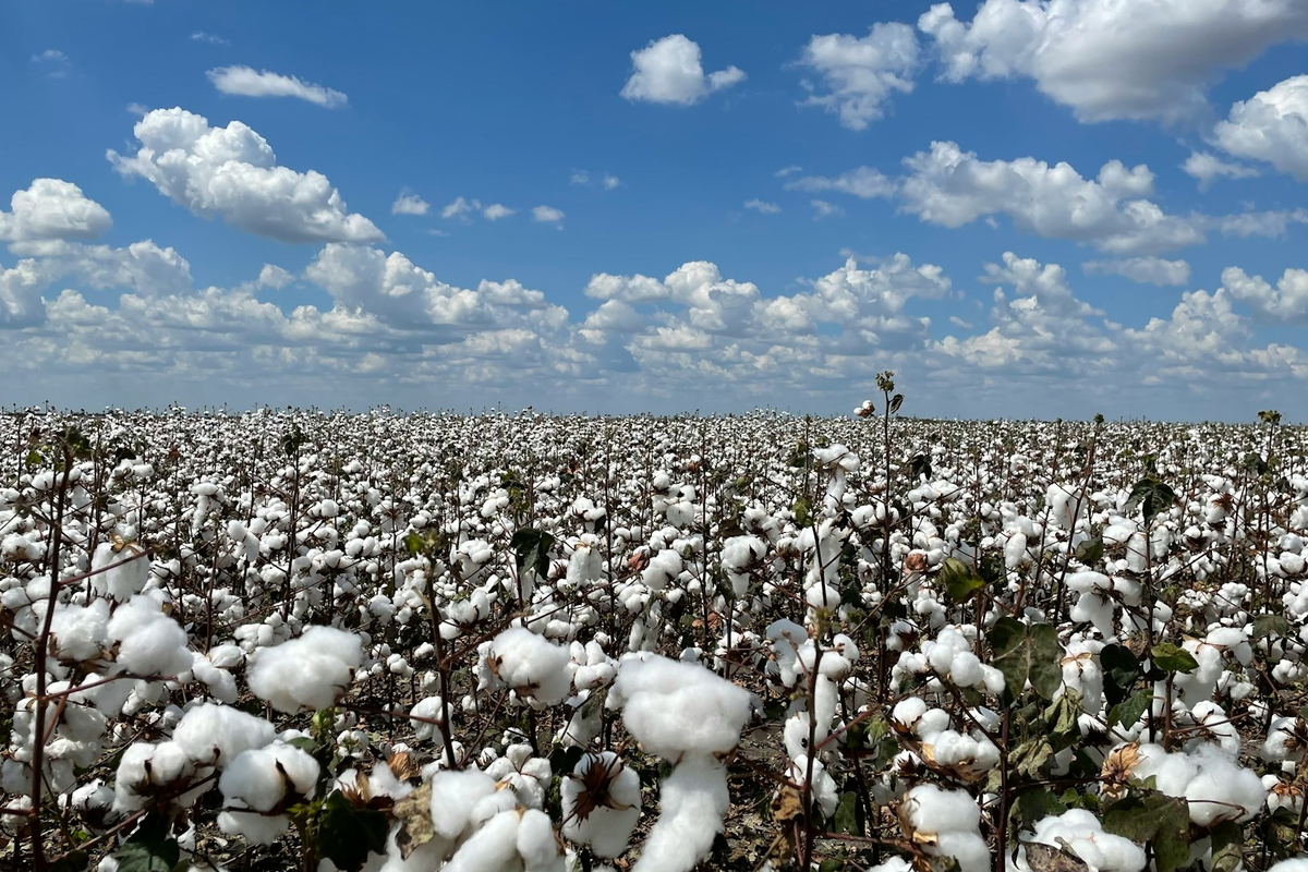 Softs Report: Coffee Remains Mixed, Sugar And Cocoa Trend Lower