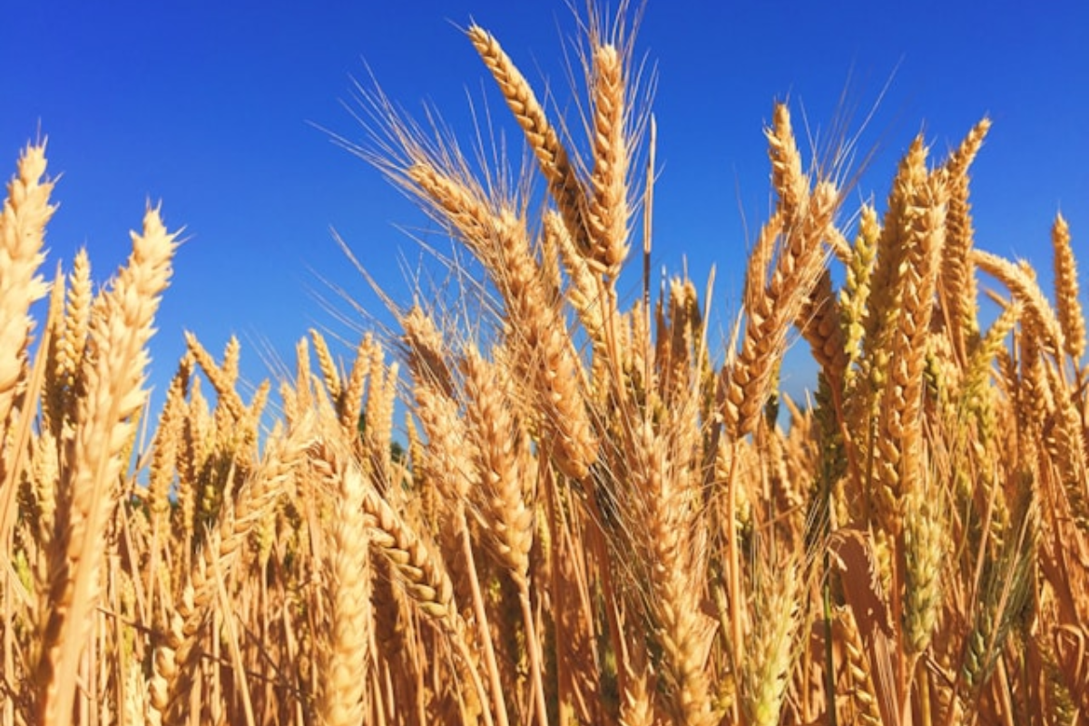 Grains Report - Tuesday, Sep. 1