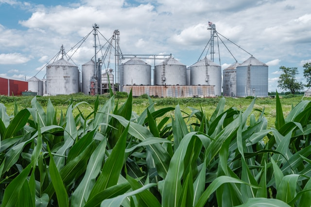 Grains Report: Wheat Prices Rebounded