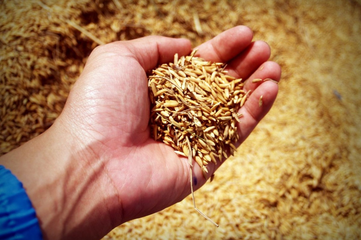 Grains Are Choppy Ahead Of Friday's WASDE: Who Breaks Out First?