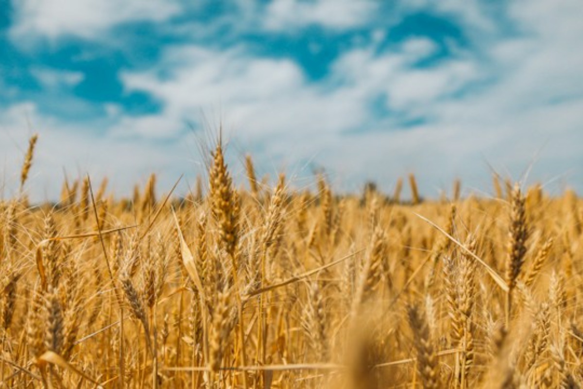 The 10-Year Yield Just Hit 5%. Here's What That Means For Grains, Cattle, And Beyond