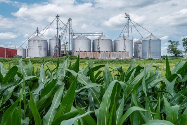 Grains Report - Monday, Aug. 10