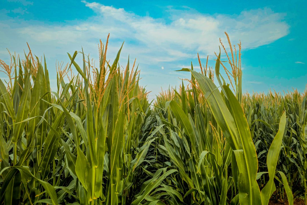 Corn Hits Its Most Oversold Level In A Year, What Happens Next?