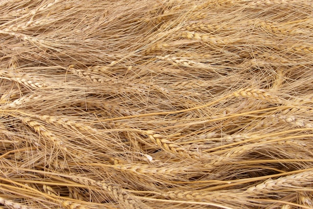 AgMaster Report - Tuesday, April 28