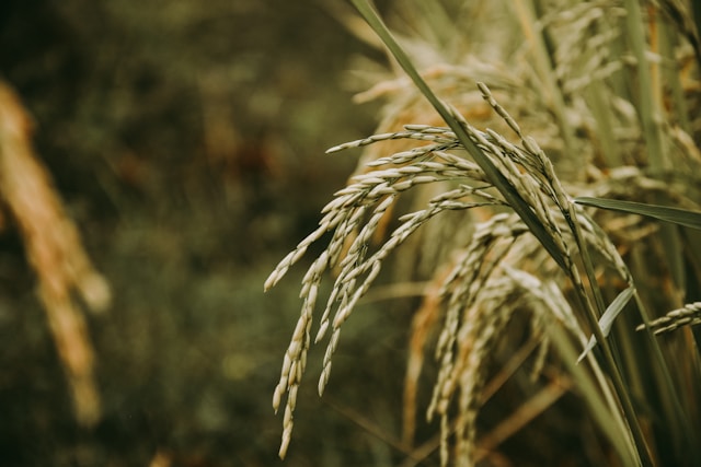 Grains Report - Tue., June 2
