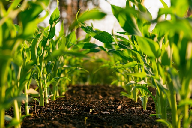Agricultural Production Functions Without Prices